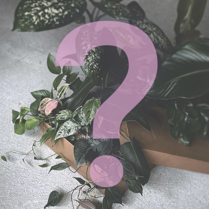 Mystery Plant Box - Tajemnicze Pudełko Monstera Philodendron Syngonium