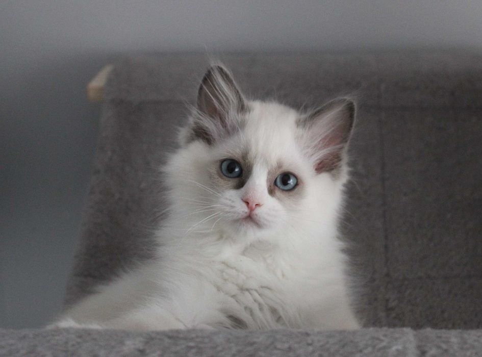 Kotka ragdoll rodowód FPL