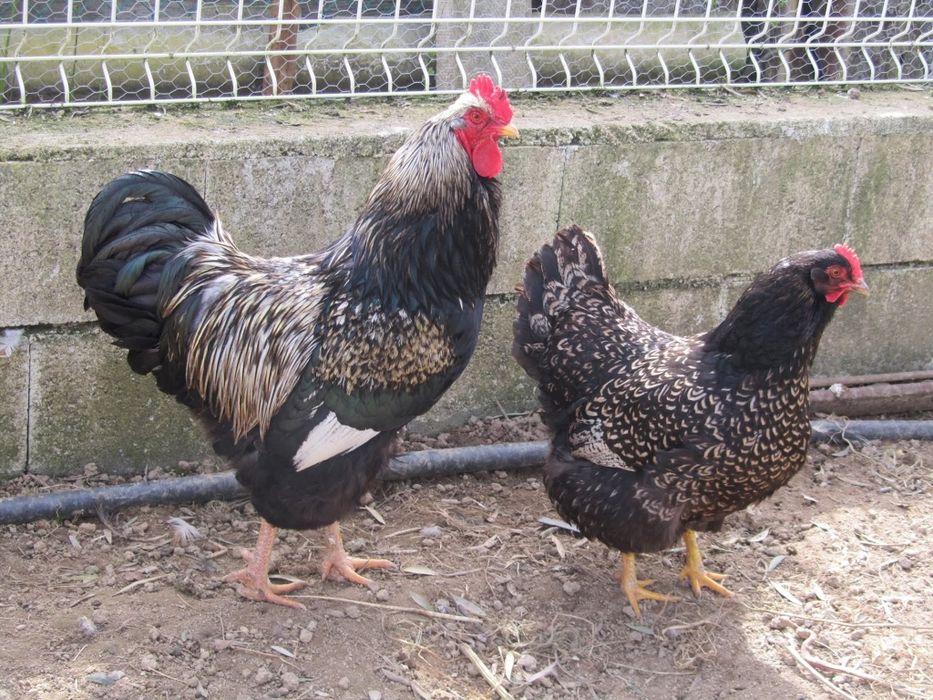 Raças galinhas Surenha morucha entre outras raças