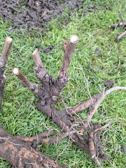 Піон ІТО Бартзелла