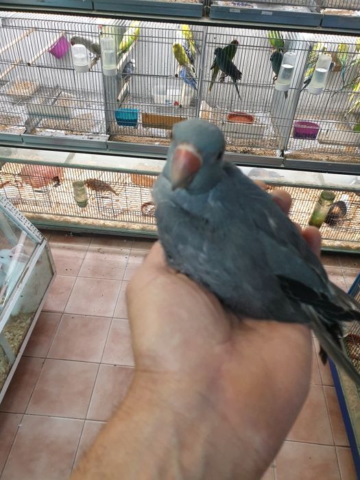 Ring neck demosticados