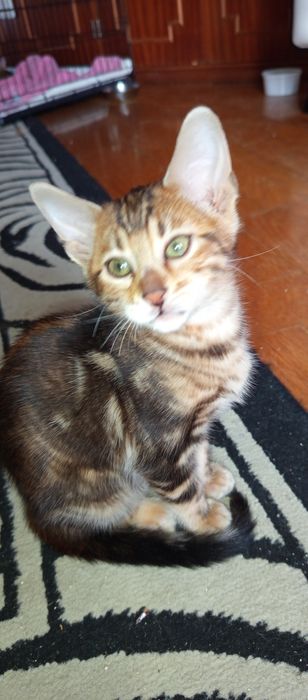 Gatinho  Bengal Marbale exótico