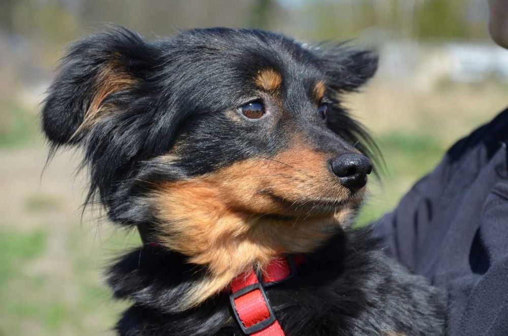 Dusia urocza malutka suczka ADOPCJA