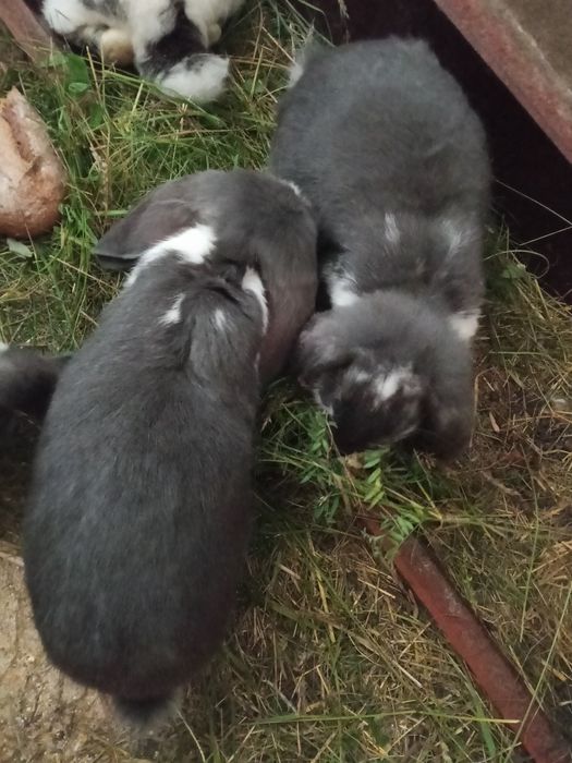 Krolik baran francuski