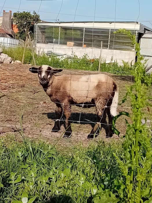 Borrego com 2 meses