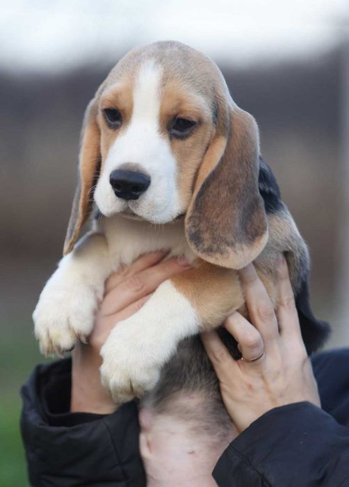 Хлопчик бігль, з розплідника  документи КСУ-FCI