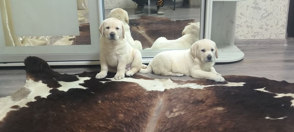 Супер подарок близтким Эксклюзивне цуценя офіційного розплідника