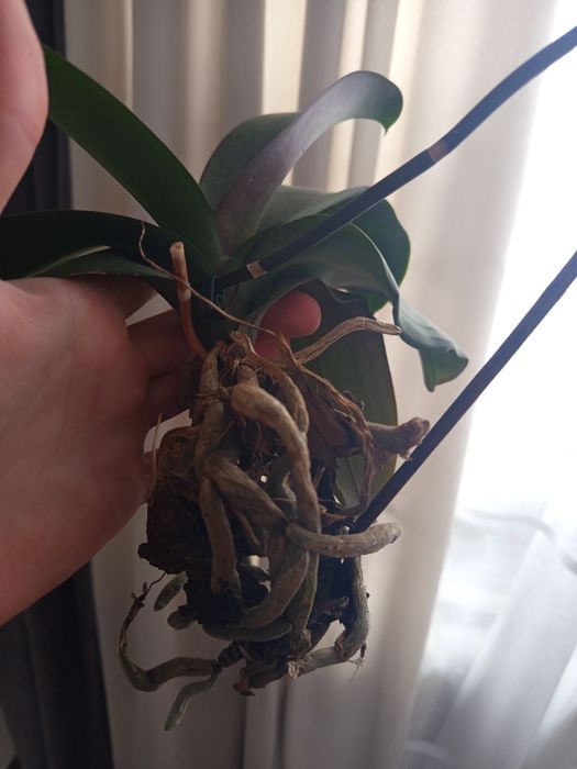 Орхідея в гарному стані