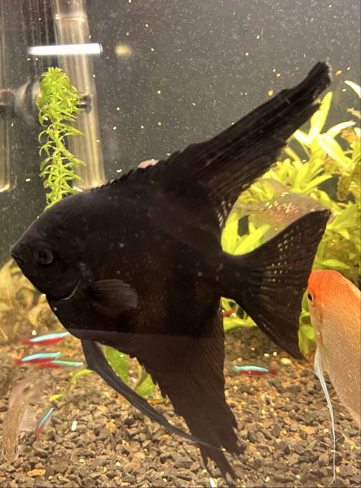 Великі скалярії 15-17см