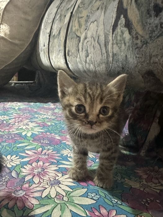 Безкоштовно кошенятко