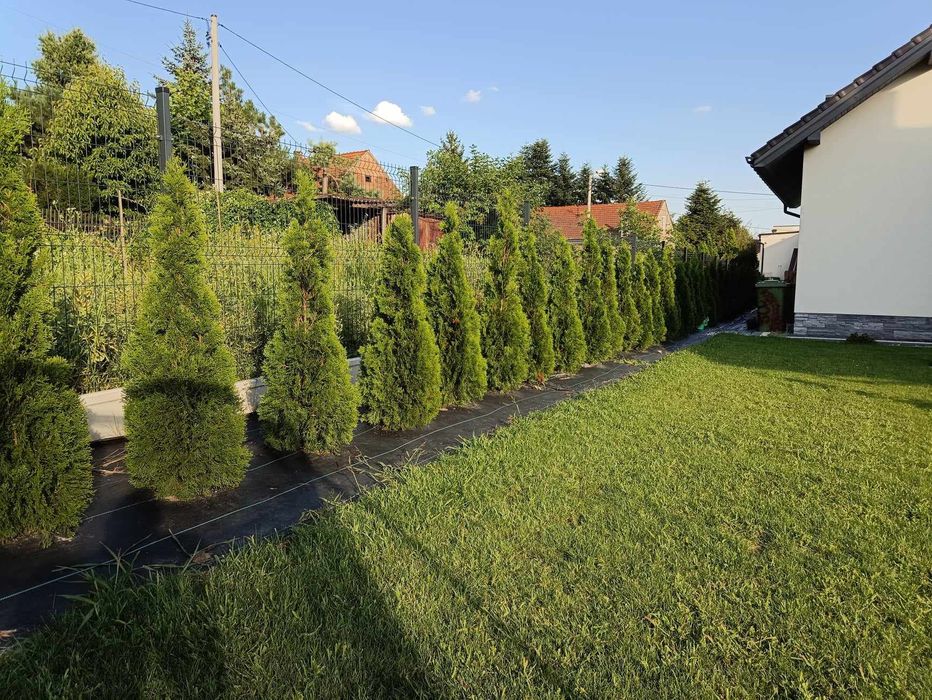 WYPRZEDAŻ Tuja szmaragd 150-160cm