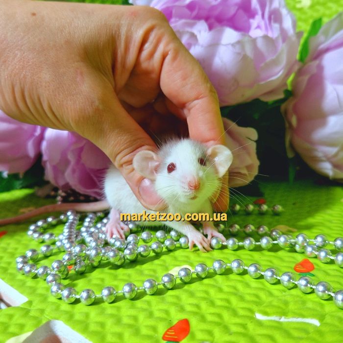 Крыска Дамбо,крыса,крысы,крыски,,щур,щури