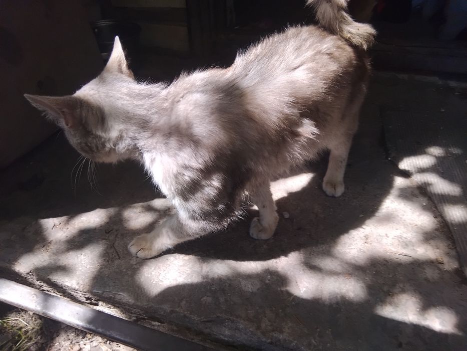 Отдам кота в добрые руки