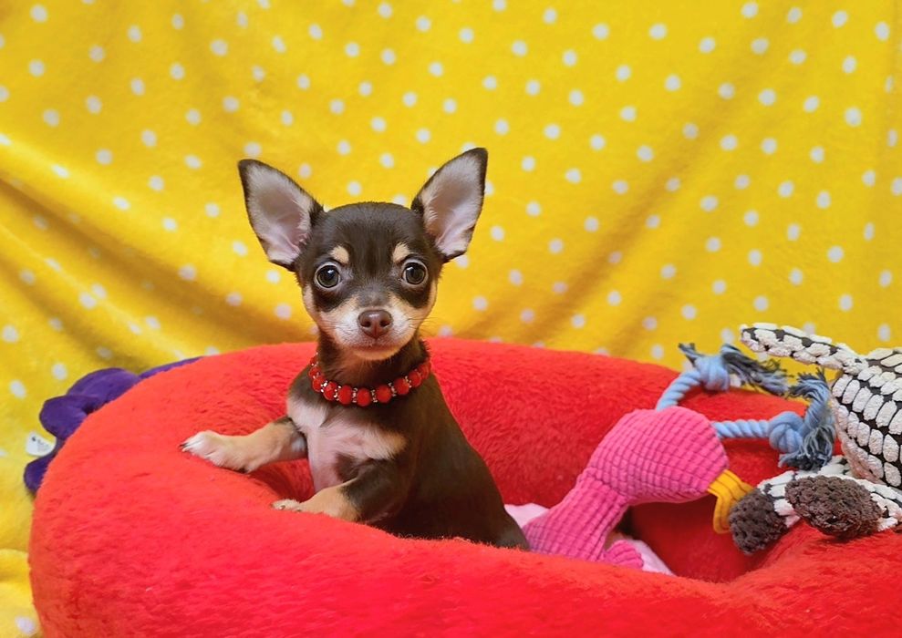 Super suczka chihuahua czekoladowa podpalana krótkowłosa