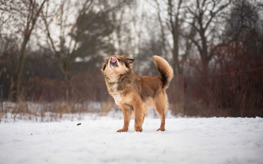 Pies Nr 04306 LEO Schronisko Chorzów PsiKot