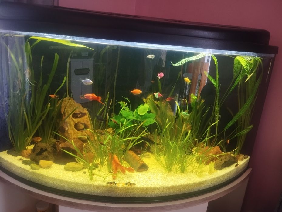 Akwarium 375 l bez wyposażenia