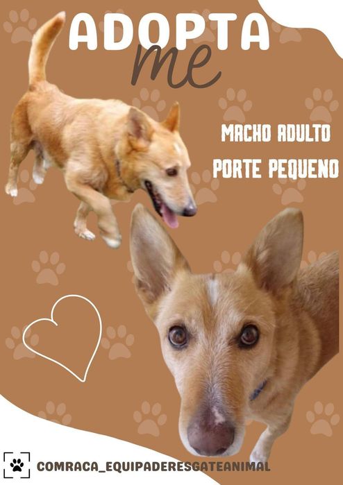 O melhor cão do mundo (porte pequeno) para adoção responsável