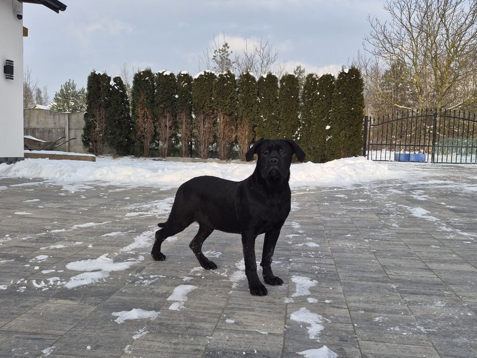 Cane Corso z rodowodem