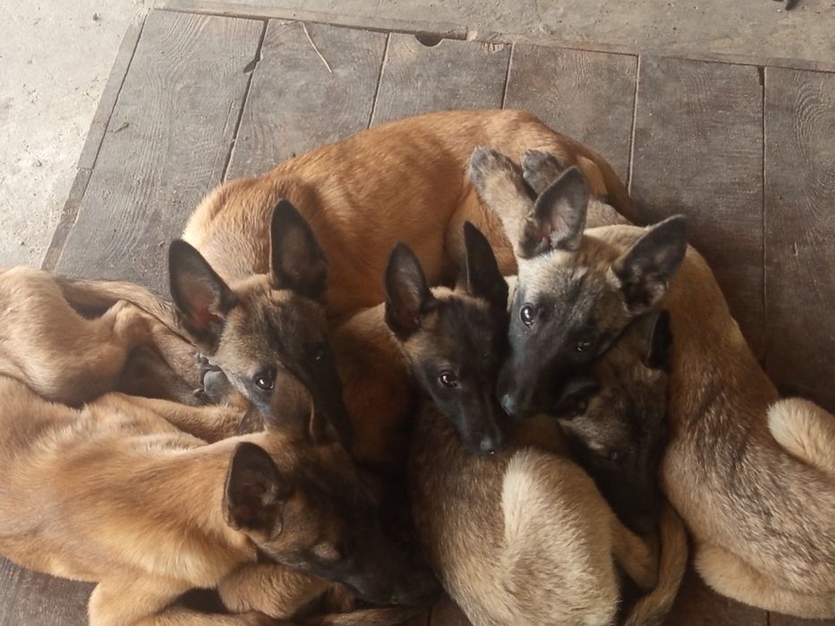 Більгійська вівчарка