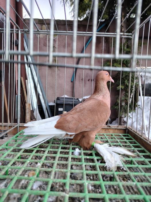 Wajśpic żółty hccj