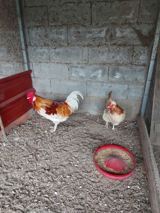 Galinhas de Sulmtaler