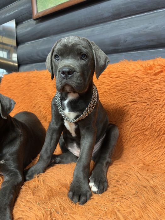 Дівчинка красуня сіро-голуба 2міс