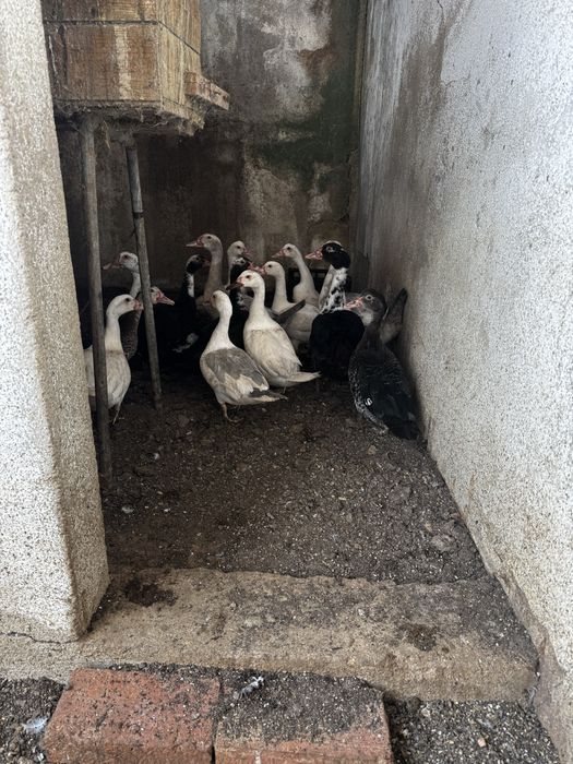 Patos mudos, deste ano
