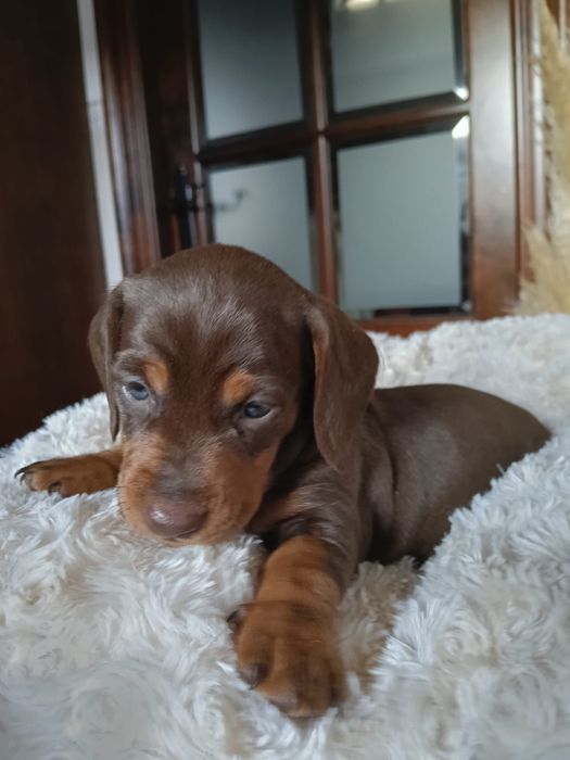 Teckel chocolate femea