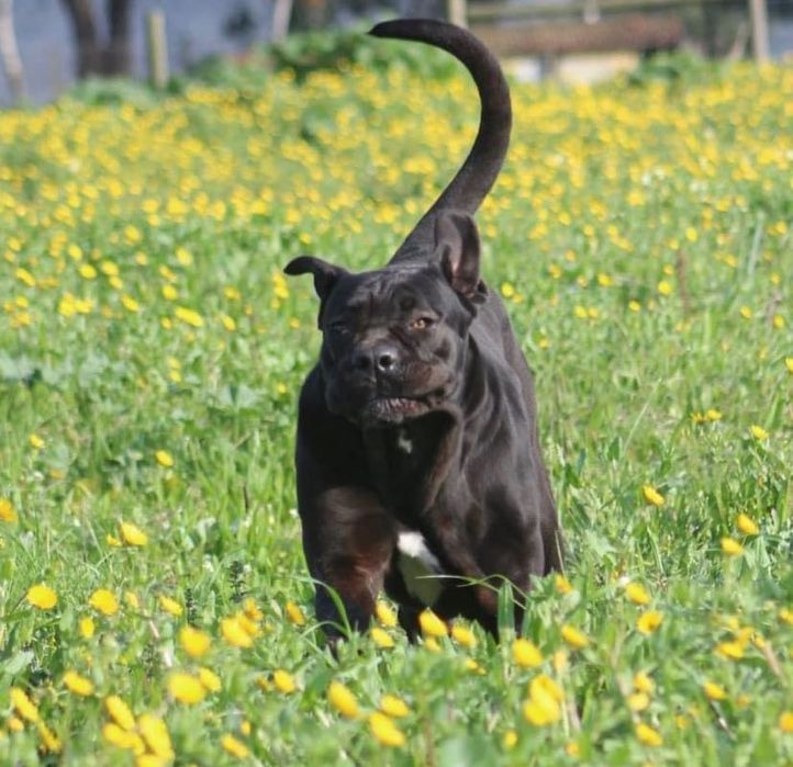 Serviço pet sitting , estadia e vamos a sua casa passear o seu cão