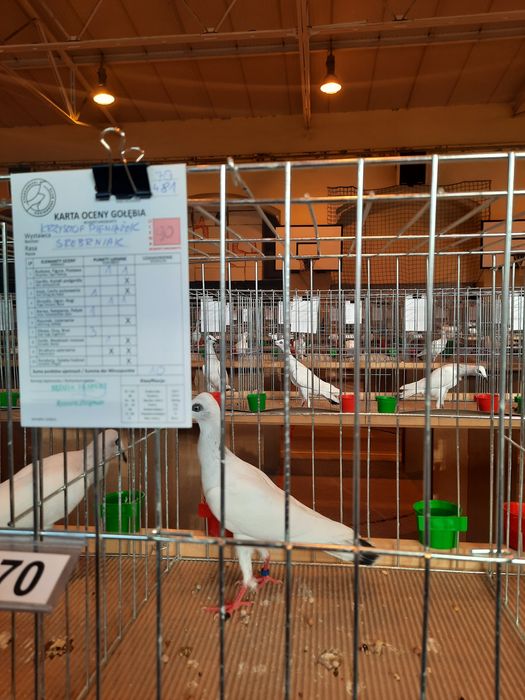 Sprzedam gołębie srebrniaka,jasne.