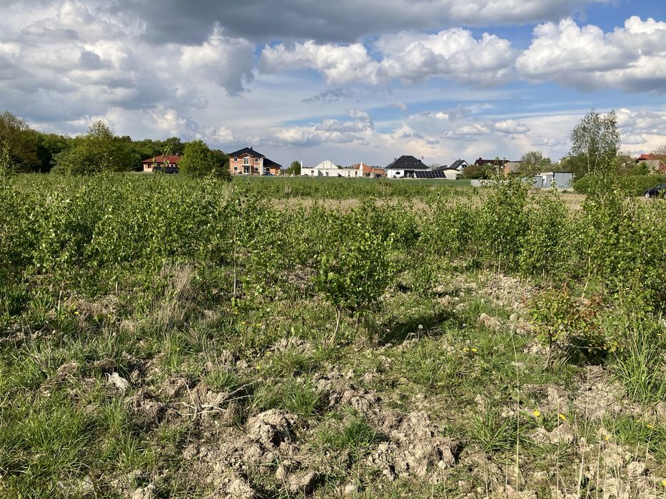 Sadzonki brzozy- Brzoza