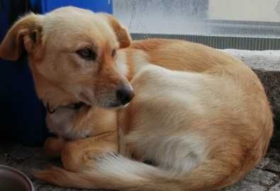 A prenda que ninguém pode comprar: adote amor para a vida! SEPARADOS!