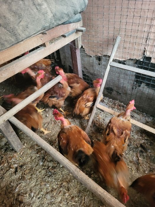 Galos caseiros cabidela