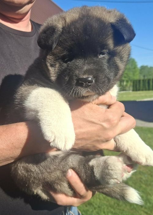 Suczka FIFFI akita amerykańska do odbioru