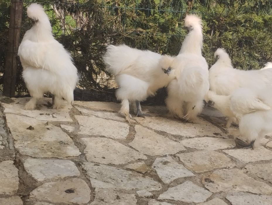 Galinhas sedosas do Japão