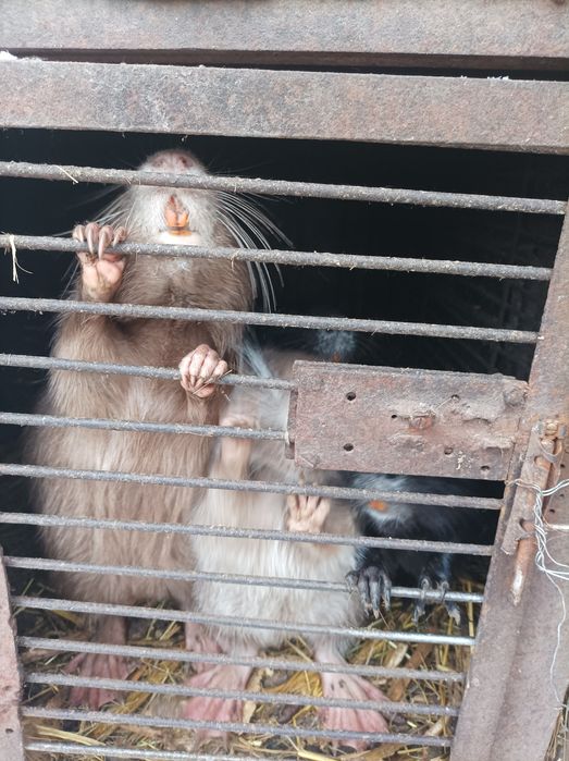 Продам молодь віком 4-6місяців