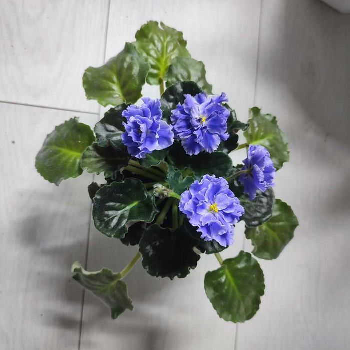 Фиалки цветы на обмен