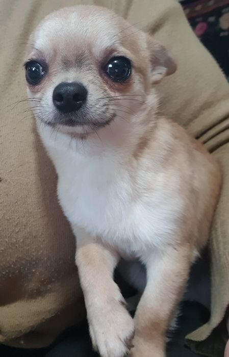 Гладкошерстный мальчик чихуахуа