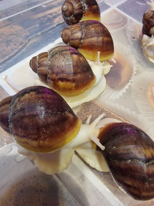 Равлики.  Архахатина Вентрікоза лелеуціст .