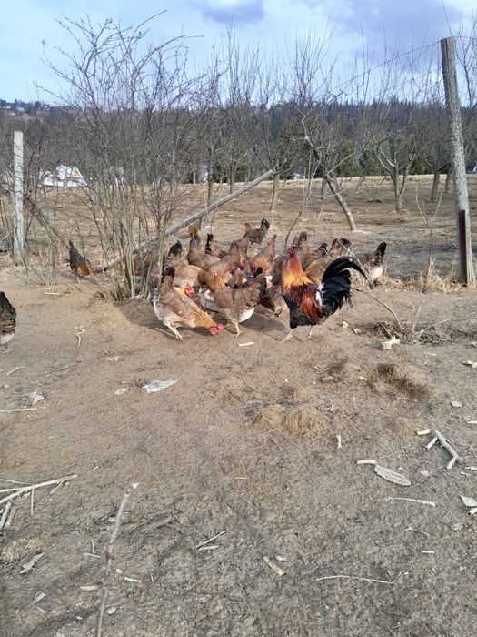 15 jajek lęgowych zielononóżki