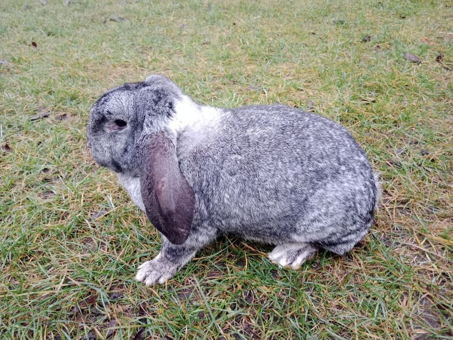 Samiec WJS rodowód wysyłka