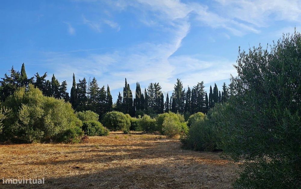 Estate in Lagos, Praia da Luz, 46,000 m2, 2 houses and 2 warehouses