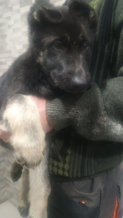 Щенки  восточно -европейской  овчарки