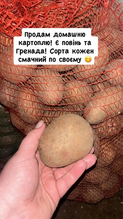 Продам картоплю їстівну