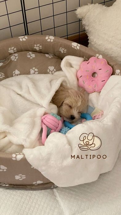 Пухнастий скарб: Мальтіпу F1 — привчений до пеленки та має всі ветерин