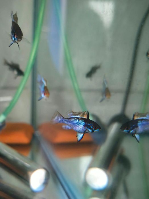 Pielęgniczki Ramireza różne odmiany barwne