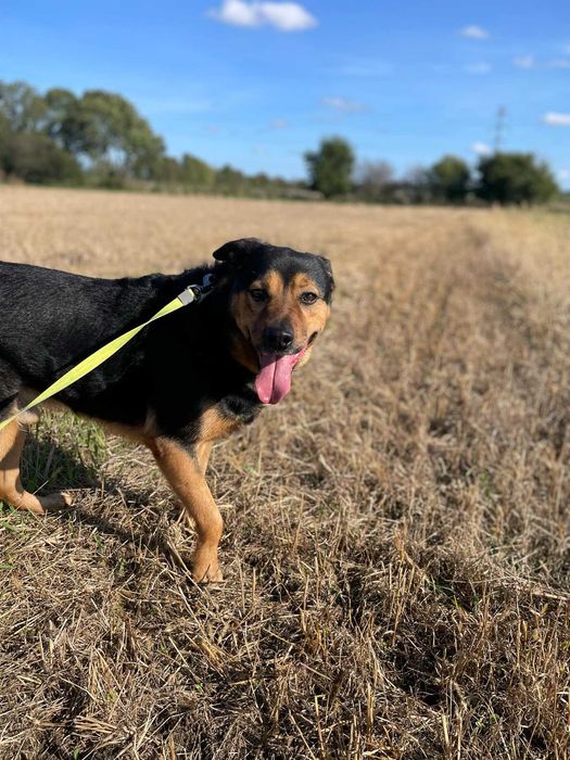 Ramzes - aktywny, mądry pies.