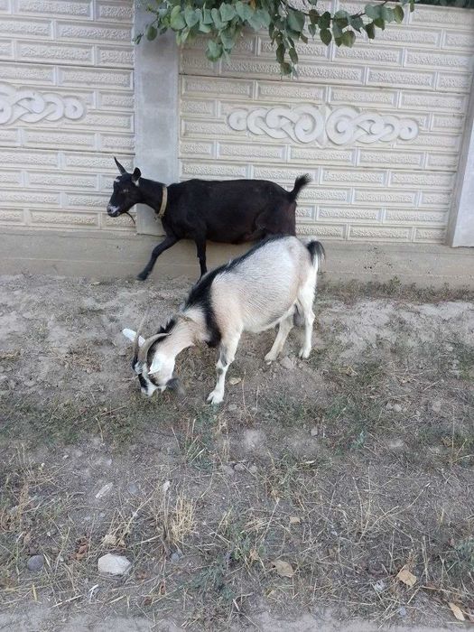Продам молодих дійних кіз