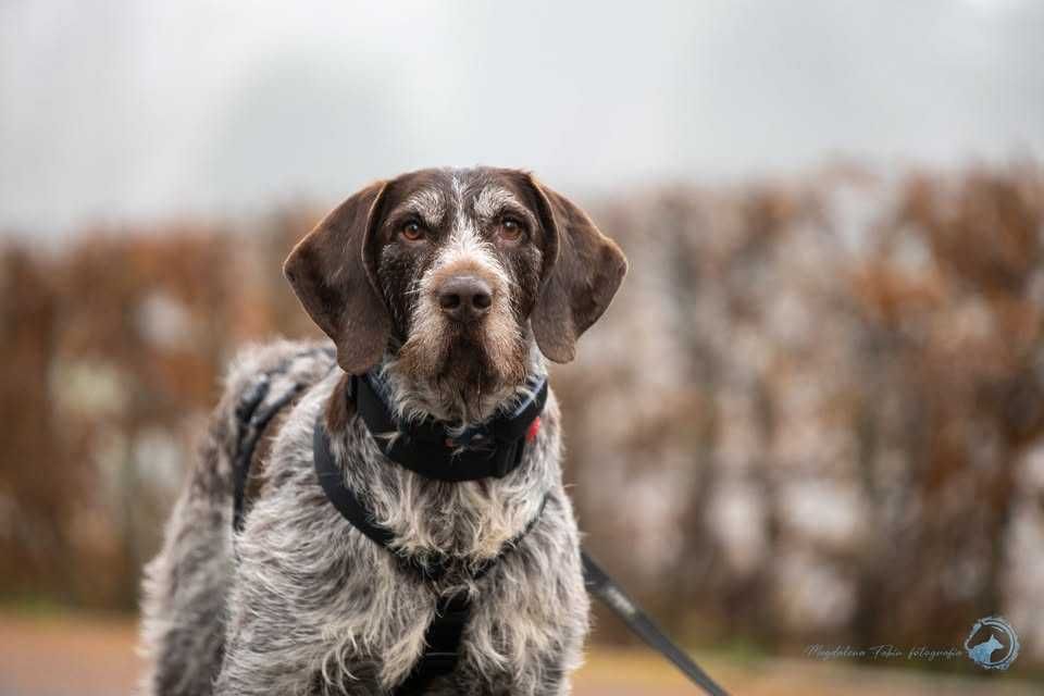 Oluś wyżeł szostkowłosy do adopcji