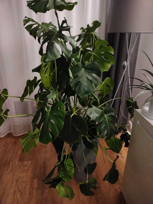 Kwiatek Monstera sprzedam